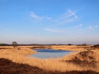 NL, Drenthe, Westerveld, Dwingelose Heide 6, Saxifraga-Hans Dekker